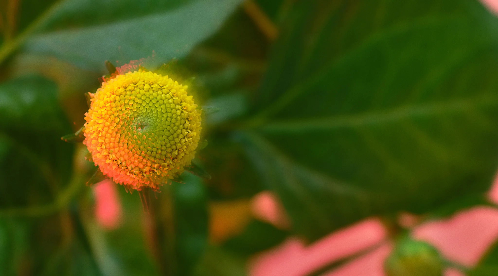 Spilanthes flower